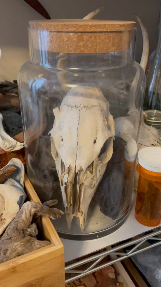 ewertoncai's tweet photo. Who else has shelves like this? Jars, stones, bones, feathers, dried mushrooms, old wasp nests, shells—wild treasures waiting for a new home. One day, my pets. One day. https://t.co/K0IMbydC8M