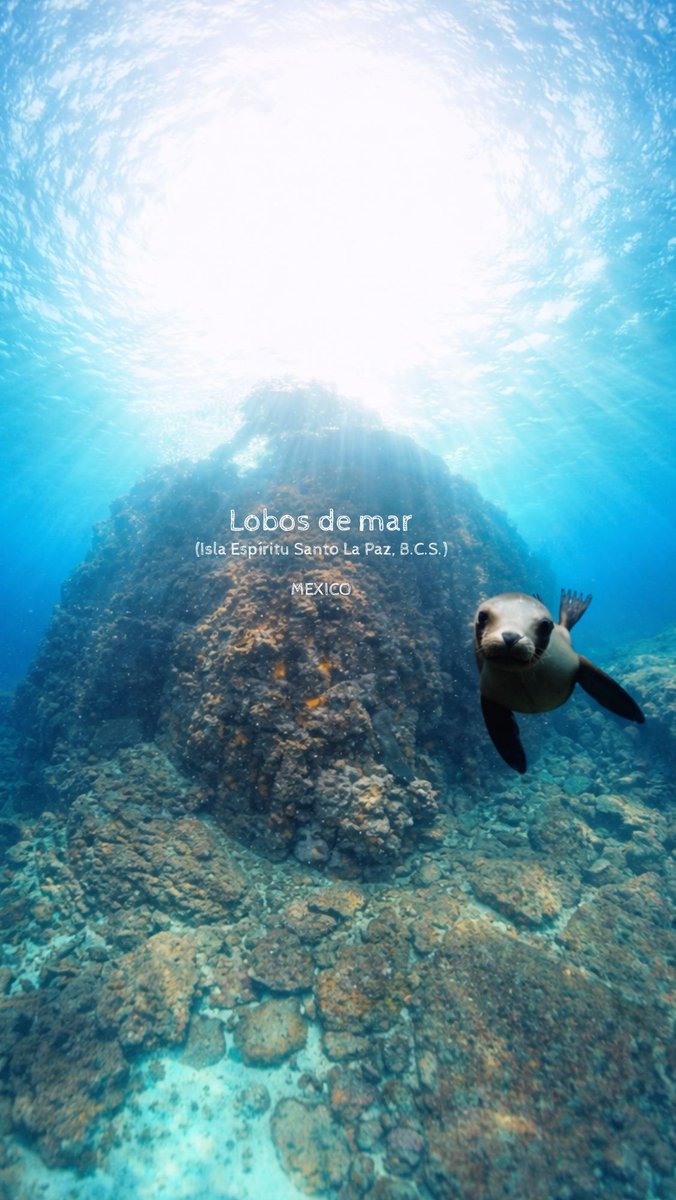glsnnak's tweet photo. Lobos de mar https://t.co/6agQa9bz1h
