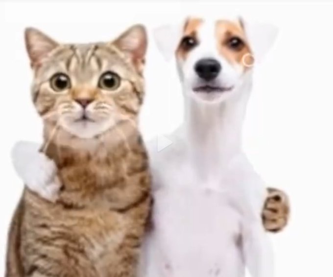 clclclclclcl8a's tweet photo. NEW AI ANIMAL MEME RUNNER JUST DROPPED

$Carnal - Junto a Mi Carnal

Its a dog and cat singing together about being brothers , and its going super viral with people referencing them in any occasion they see a cat and dog together, super memeable potential

1.7M Views, 500K LIKES:
https://t.co/TOrimI4xTo

2M Views, 360K LIKES: https://t.co/IJlQlFHCie