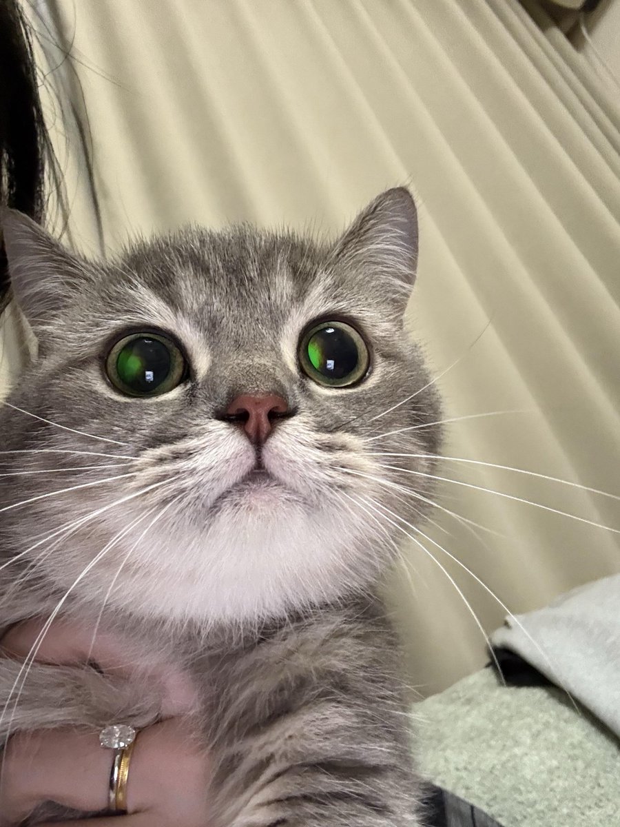 nocontextscats's tweet photo. 🥰 https://t.co/7PCmDnfTTr