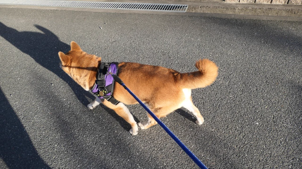 ゴン太郎 on X: 