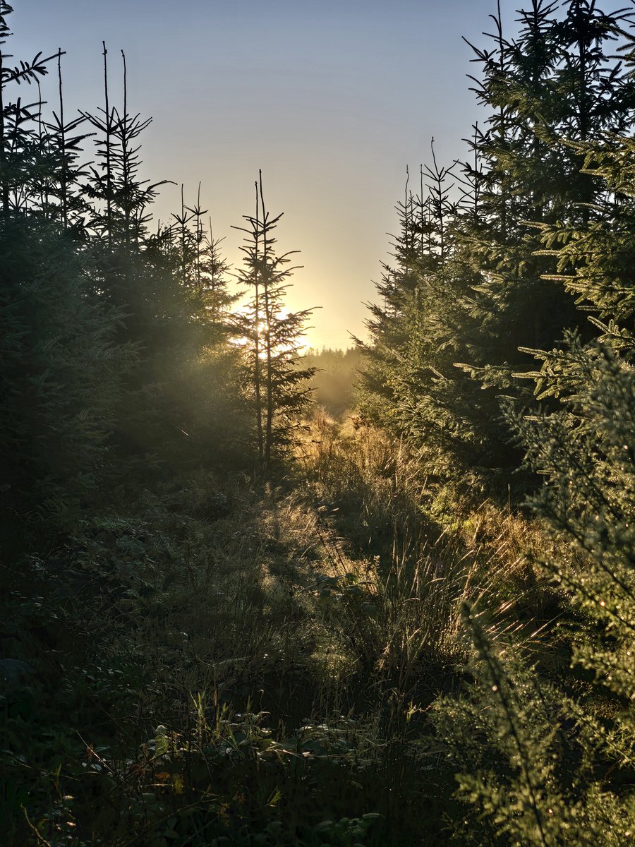 pallymasif's tweet photo. Morning from the North York Moors https://t.co/YfZOfiYjR2