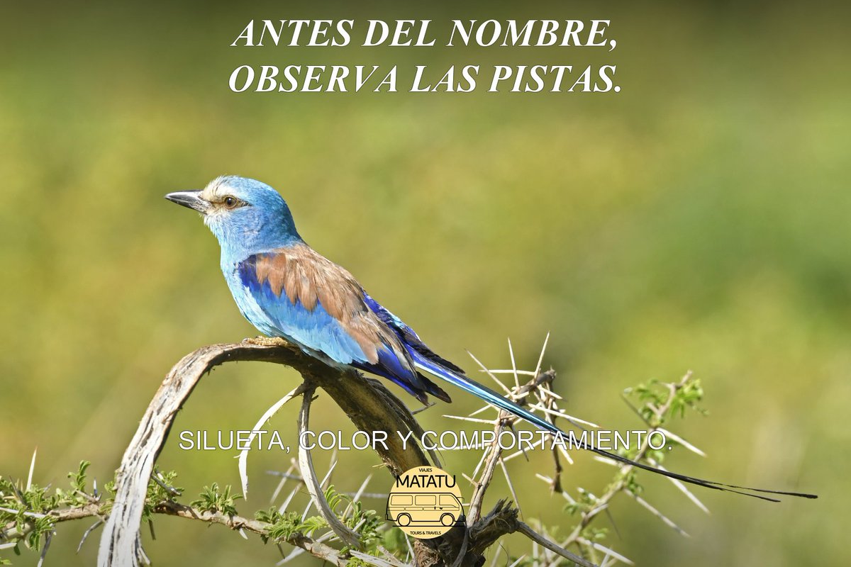 Viajesmatatu's tweet photo. Para observar aves, empieza por silueta, colores, comportamiento y entorno. Anota lo que ves antes de buscar el nombre en una guía. Comprueba si dispondrás de prismáticos; una foto no garantiza un avistamiento. #Uganda #ObservacionDeAves
Foto: Viajes Matatu. https://t.co/omHQChudT6
