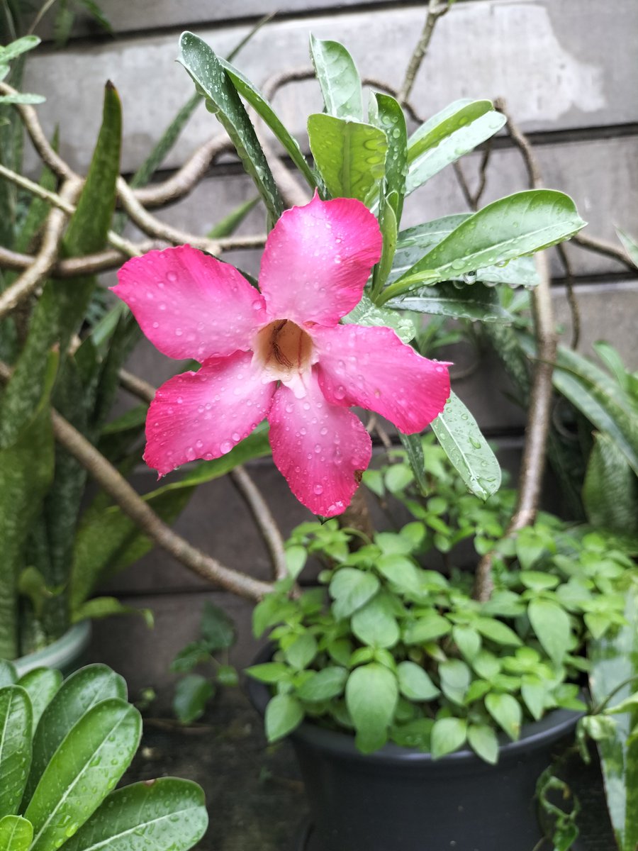 WKuenpet's tweet photo. ดอกไม้หลังฝนหยุดตก..ช่างดูน่าสดชื่น https://t.co/8cCLPjRtOQ