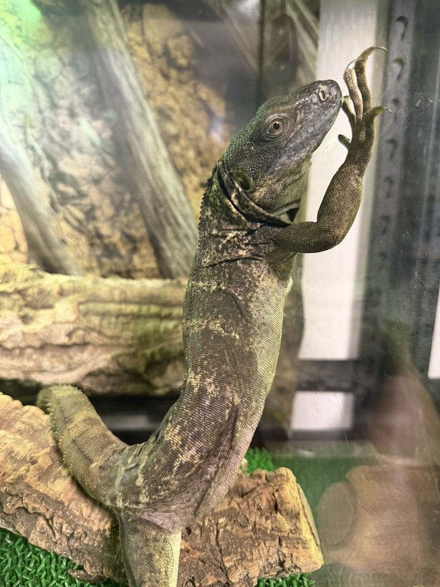 akebonooooooooo's tweet photo. この子の横からの姿はほぼゴジラ🦎

#トゲオイグアナ　#パンダパイドトゲオイグアナ　#爬虫類好きと繋がりたい　#フォロー大歓迎 https://t.co/IXlp9MC9Pr
