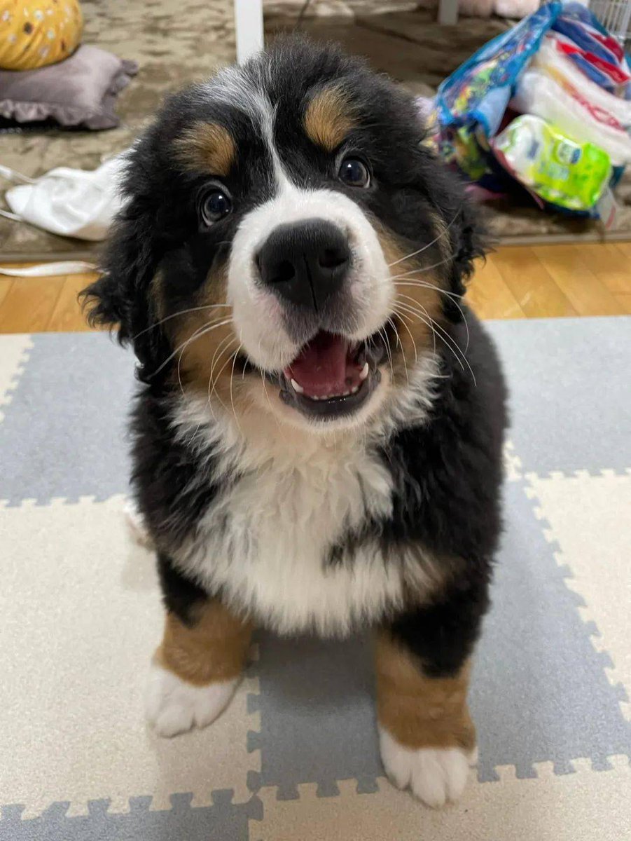 ChargeCoalcqx9's tweet photo. 7 months  from tiny wobbly pup to full of energy adventure buddy—loving every messy, chewy, snuggly stage of raising this little guy! https://t.co/23r0MculGC