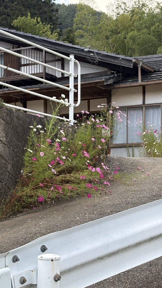 ZOE_KAGE's tweet photo. （秋）桜に追いついた！
タイトル回収 https://t.co/UvPXfo2lZH