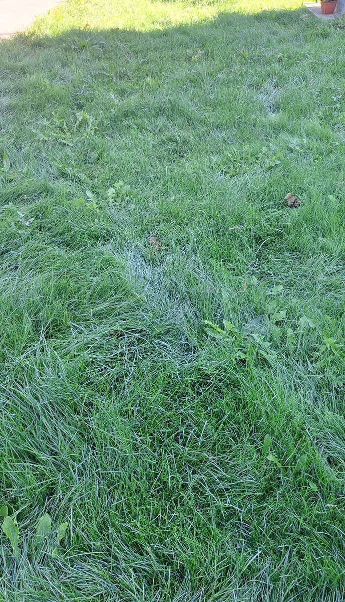 TyrantJudgeCEO's tweet photo. scaring everyone with a picture of grass https://t.co/YNbTqO7IQx