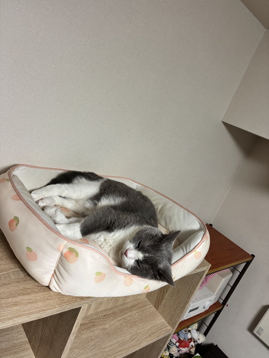cotocoyg's tweet photo. こにゃみちゃんのねどこを使ってスヤスヤちま…

こにゃはちまちゃんのねどこを使っていて、いつのまにか逆になるという不思議現象
なお、仲はそんなに良くないままです https://t.co/Pp5W7zcpgF