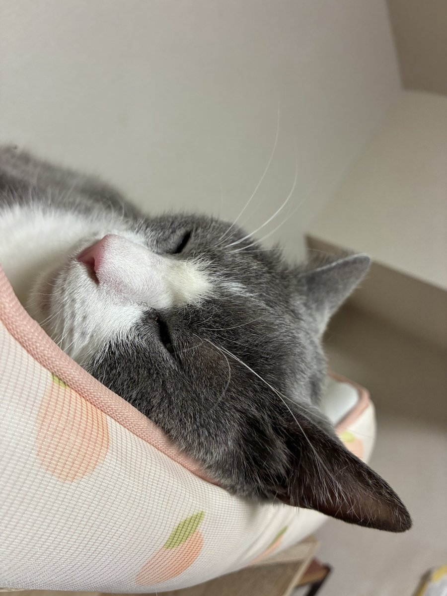 cotocoyg's tweet photo. こにゃみちゃんのねどこを使ってスヤスヤちま…

こにゃはちまちゃんのねどこを使っていて、いつのまにか逆になるという不思議現象
なお、仲はそんなに良くないままです https://t.co/Pp5W7zcpgF