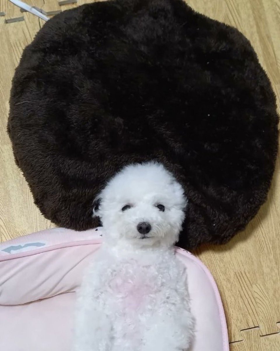 curuponta's tweet photo. アフロヘアーのヅラを被ってイメチェンを試みている犬
#トイプードル #トイプー #犬 https://t.co/FaihGo7R60