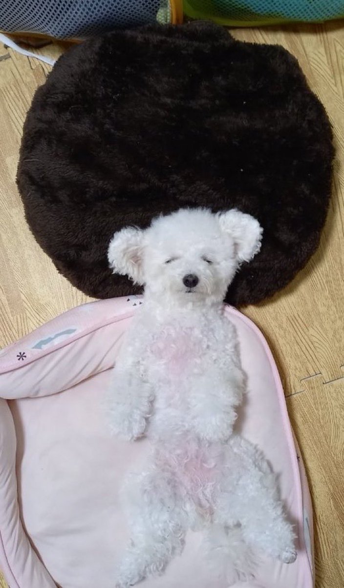curuponta's tweet photo. アフロヘアーのヅラを被ってイメチェンを試みている犬
#トイプードル #トイプー #犬 https://t.co/FaihGo7R60