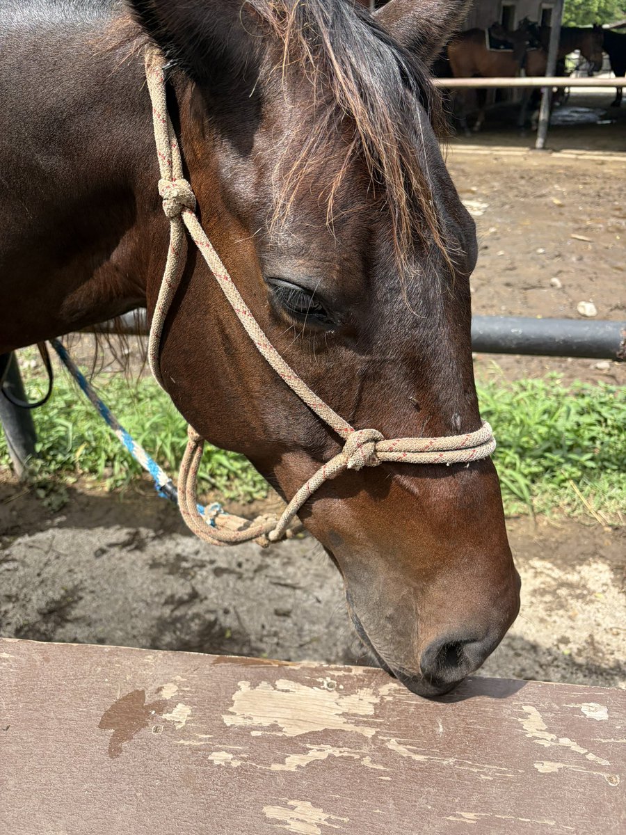 taiche_nache's tweet photo. 旅行で乗ったお馬さんのベストショット📸
2枚目がお気に入り🫶

オタク垢やのにプラベ載せて申し訳ないけど、これはみんなに見て欲しくて……🥺 https://t.co/FCM3T9c9rR