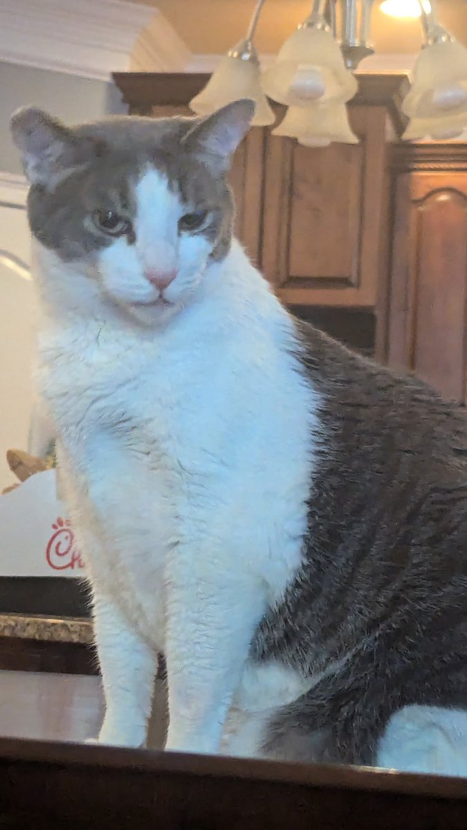DefAMustRead's tweet photo. I need to use this photo of Tank more.

It's perfect judgy-face. https://t.co/nS9xrUe210