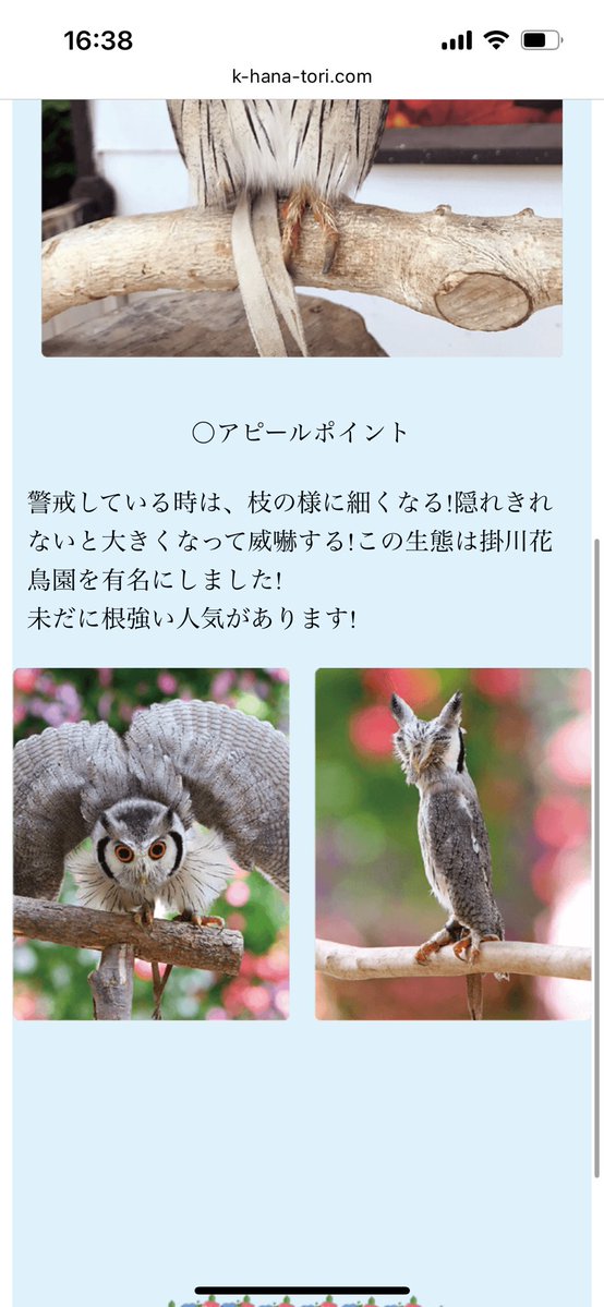 imikedih's tweet photo. @Manuka_Honey630 https://t.co/DFXPyGqURC
フクロウの一種でめっちゃ面白いやつ！ https://t.co/hbLnafA0wL