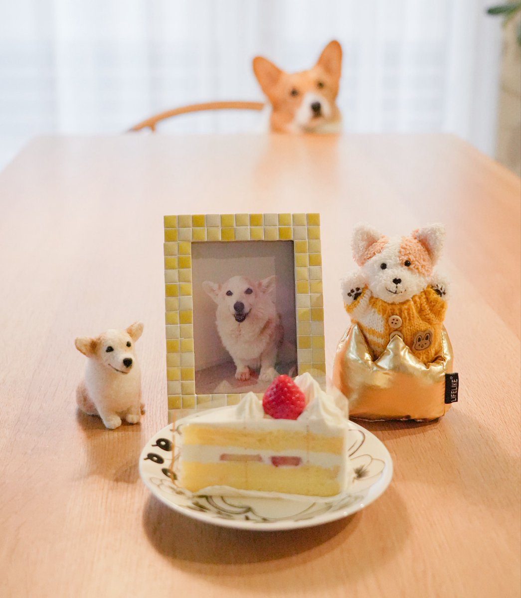 noel_corgi's tweet photo. 誕生日おめでとう🎂 https://t.co/lcfqYY3rSx