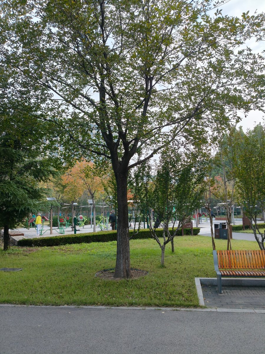 TessaGareymq's tweet photo. Hoy disfruté de un paseo matutino por el parque, respirando aire fresco y viendo los árboles verdes. Un momento perfecto para desconectar!， https://t.co/RuwAi6tiNf