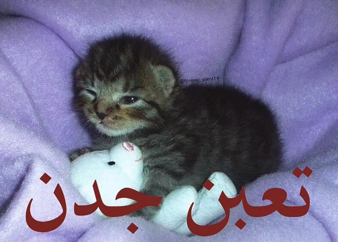 Helooq2_4's tweet photo. مخلص شابترين وانهديت ..بقالي3 https://t.co/0TeGV3A8jj