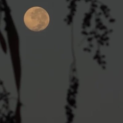 DiffAli36601 tweet picture