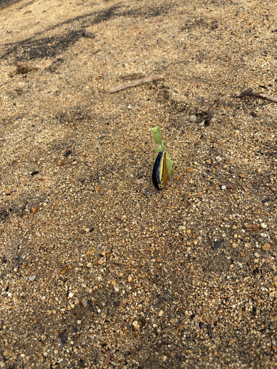 chimaru4444's tweet photo. はっ？
カマキリ今日3匹目よ😰 https://t.co/8Mqhq8Josj