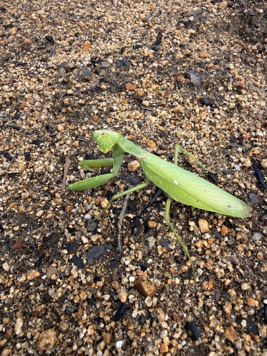 chimaru4444's tweet photo. はっ？
カマキリ今日3匹目よ😰 https://t.co/8Mqhq8Josj