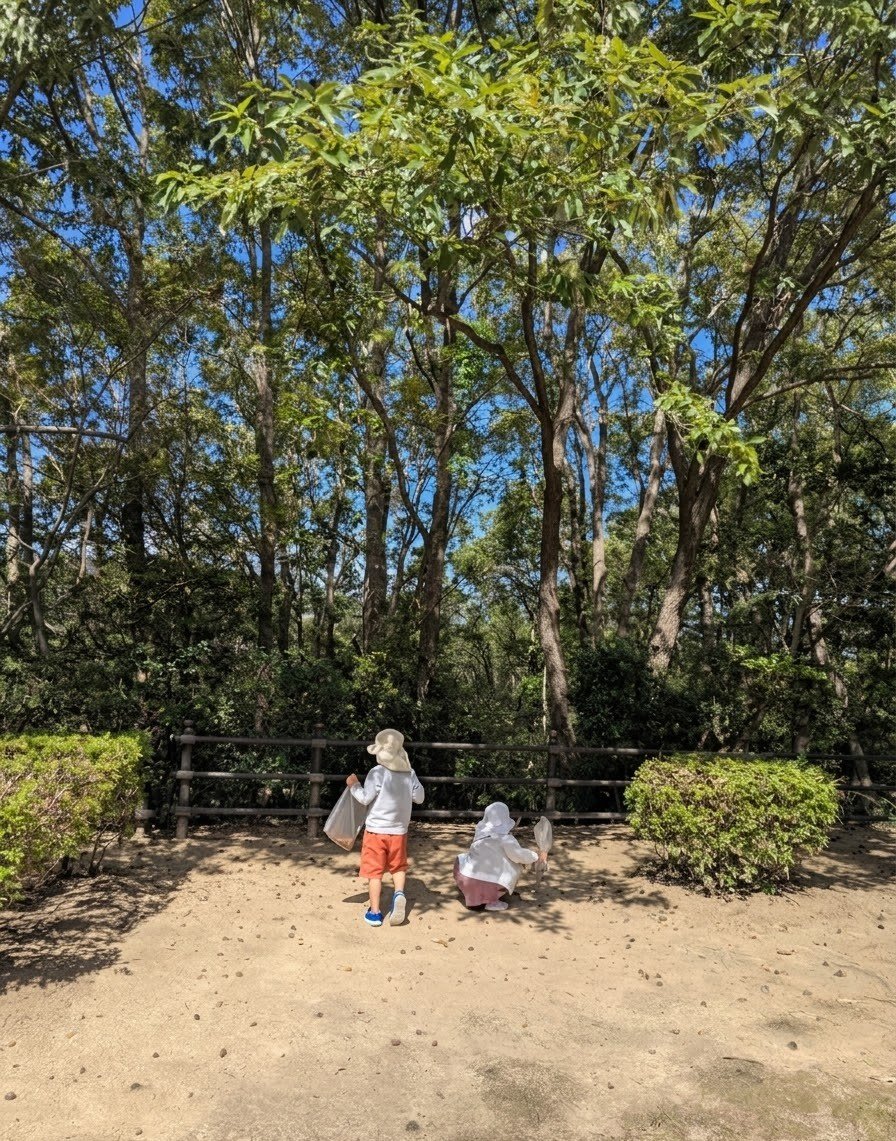 MTC1967772's tweet photo. 秋晴れの中、公園にどんぐり拾いに行きました！気持ちのよい季節🍁
子どもたちってどんぐり拾いが何故こんなに好きなのかな!?本能かな
クヌギの木から、まさに今！どんぐりがボロボロと地面に落ちる音まで聞こえました。 https://t.co/9qSAYBx7jr