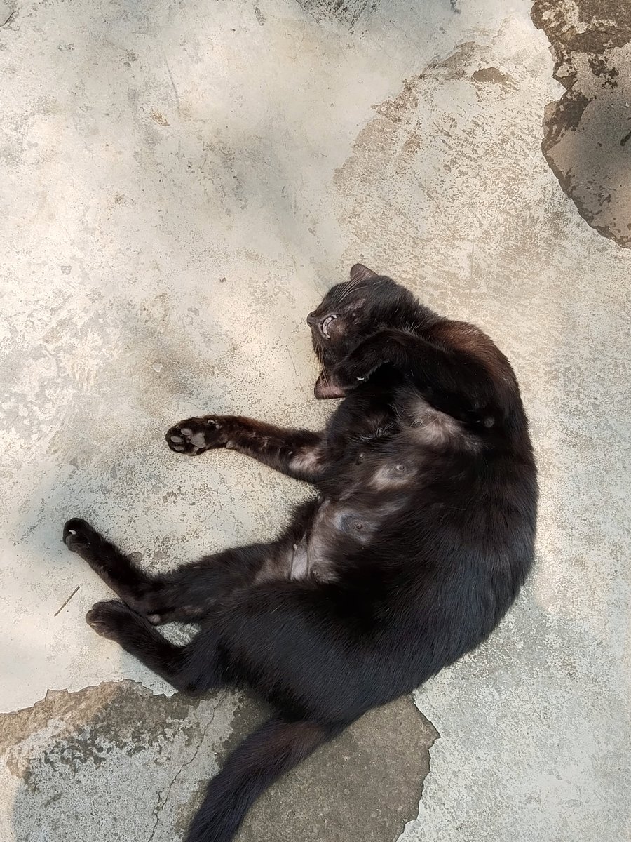 brainiee's tweet photo. penampakan pencuri pepes ayam😤☝🏻 https://t.co/a66OBuJiJS