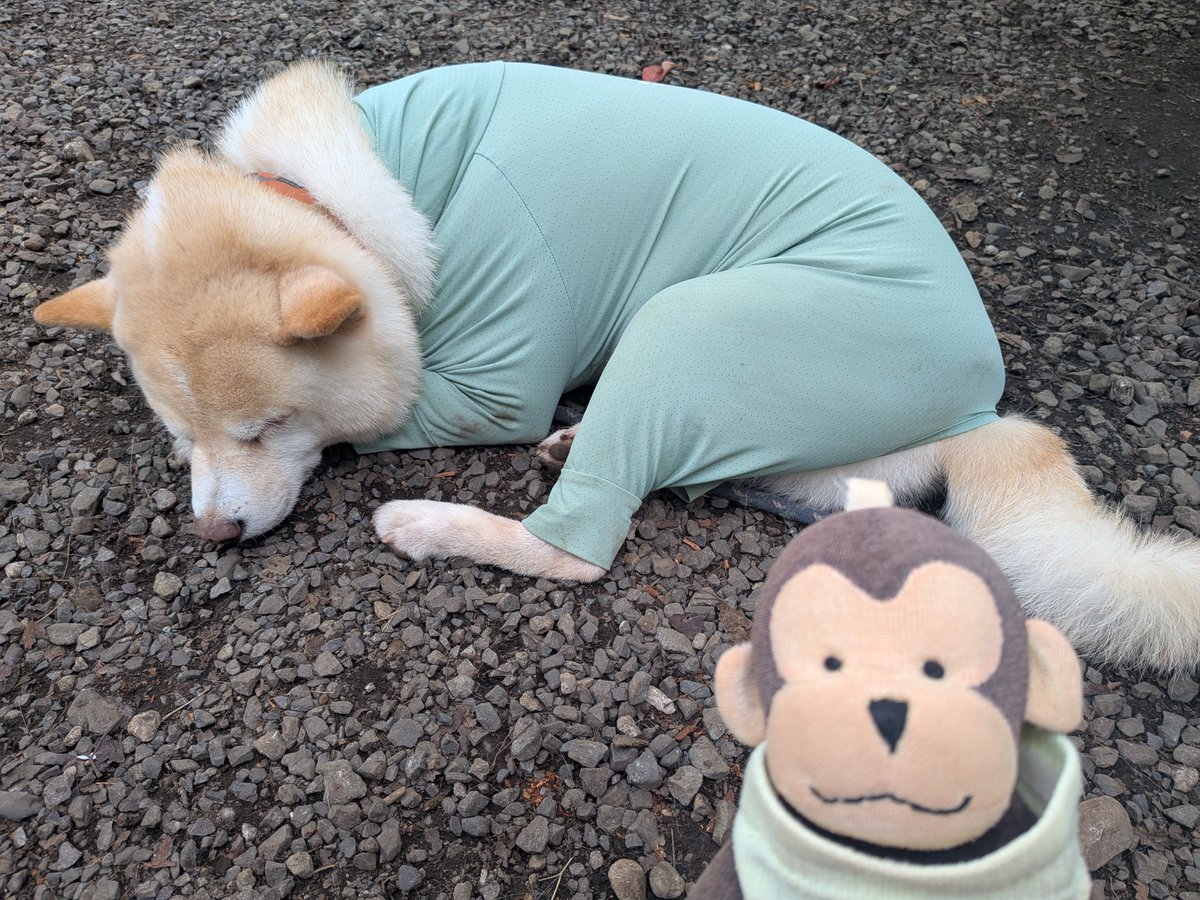 monkichi_11's tweet photo. 久しぶりに高尾へ。
累積標高が800mを超えたのは、およそ半年ぶり。
だいぶリラックスできました♪ https://t.co/5o90BNOpA9