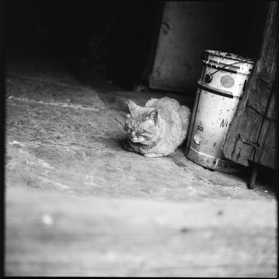 CooperWalkzliq's tweet photo. Sunset hues painting the alley walls, a stray cat napping on a crumpled paper bag. Perfect quiet street moment ， https://t.co/rMvb1Lp2jb