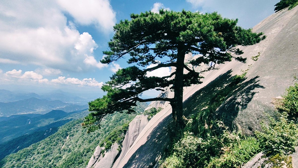 l46137681's tweet photo. On the rugged slope of the unyielding land, the ancient pine has withstood countless frost, showing a resilient life. https://t.co/9Z6pypRC3n