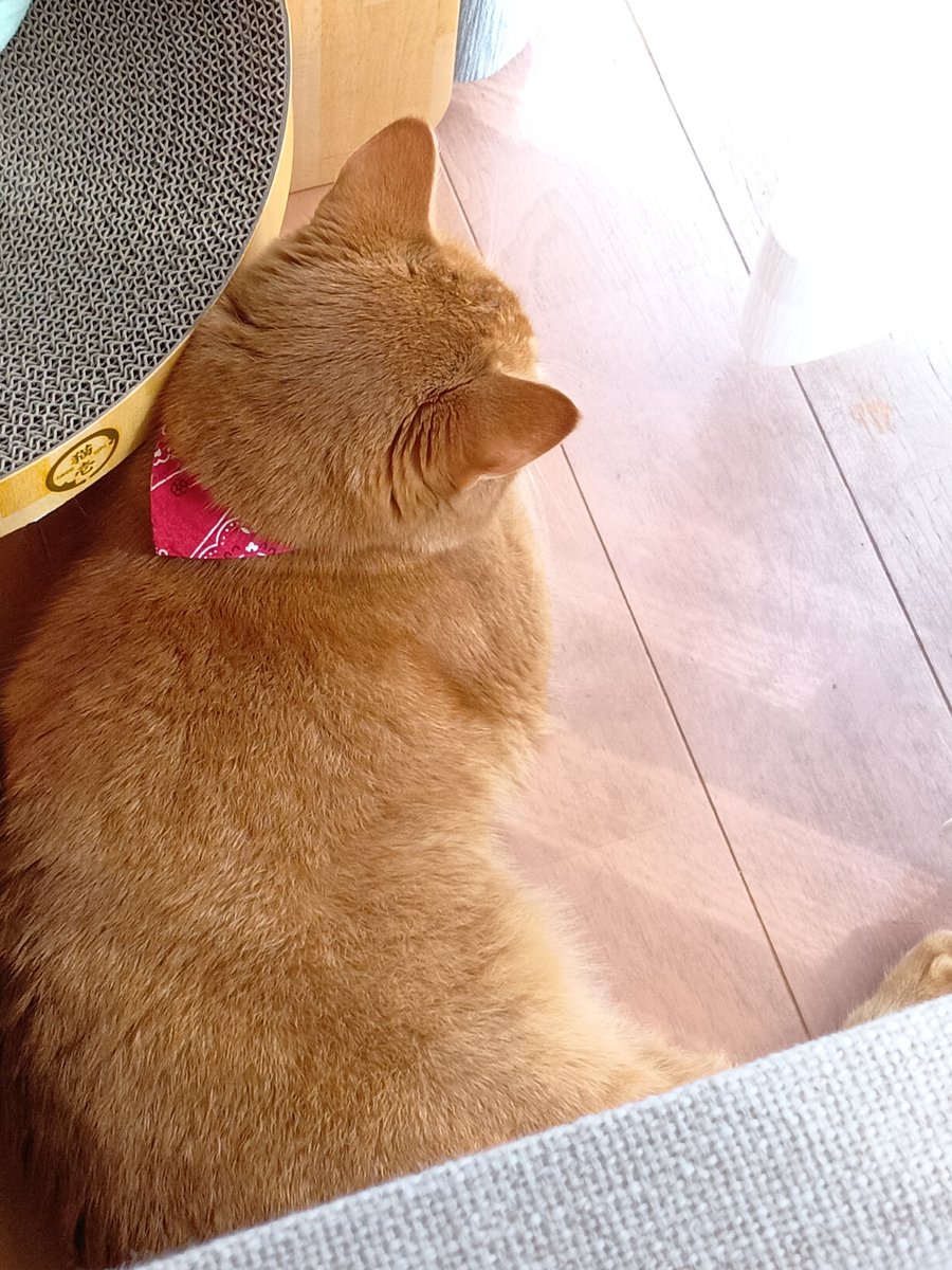 svsucode's tweet photo. @boketezizou ねこさま https://t.co/piMh7AwQBM