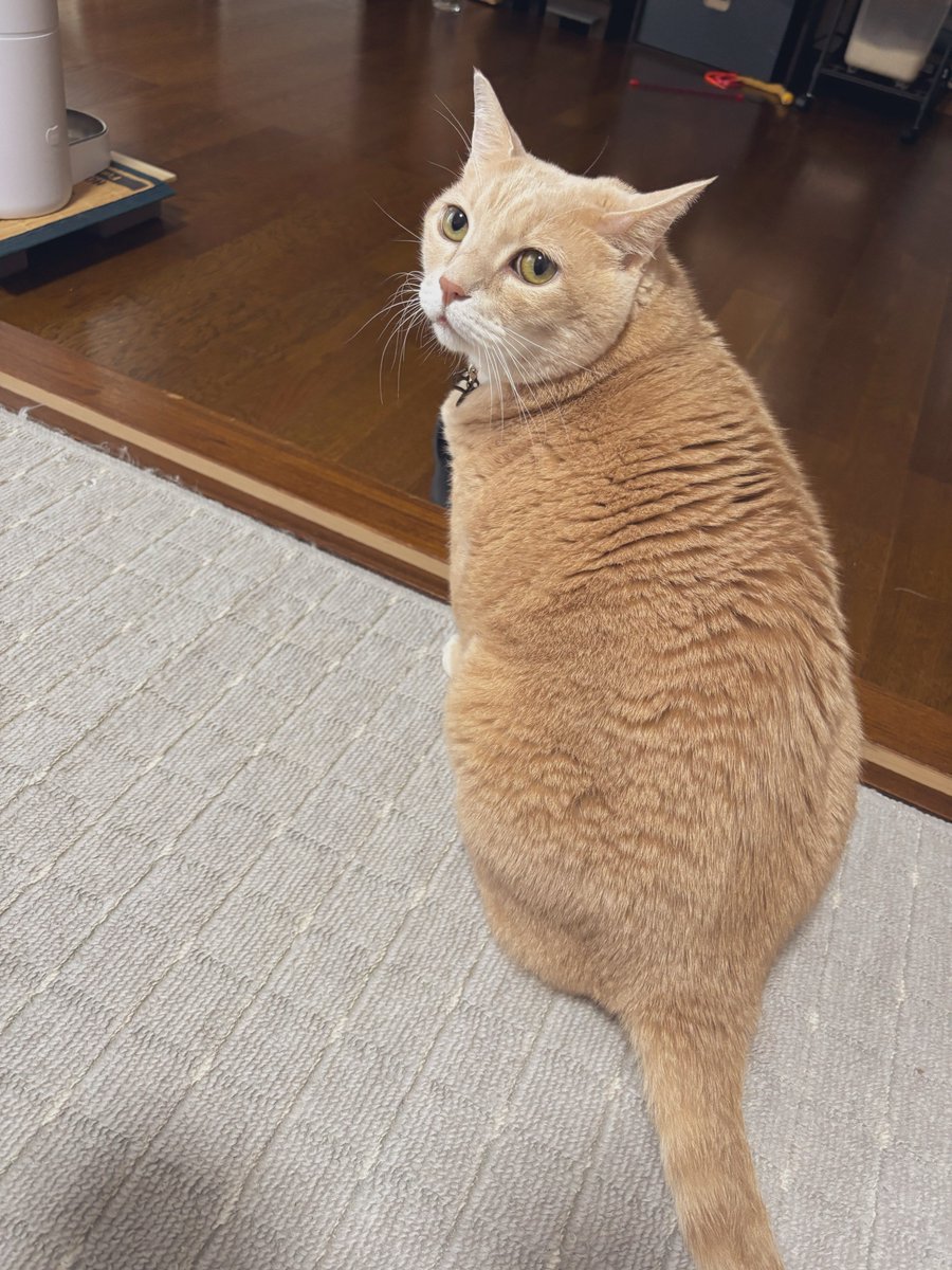 428mg2's tweet photo. 爪切られてちょっと拗ねてる https://t.co/oOEFsZh7ll