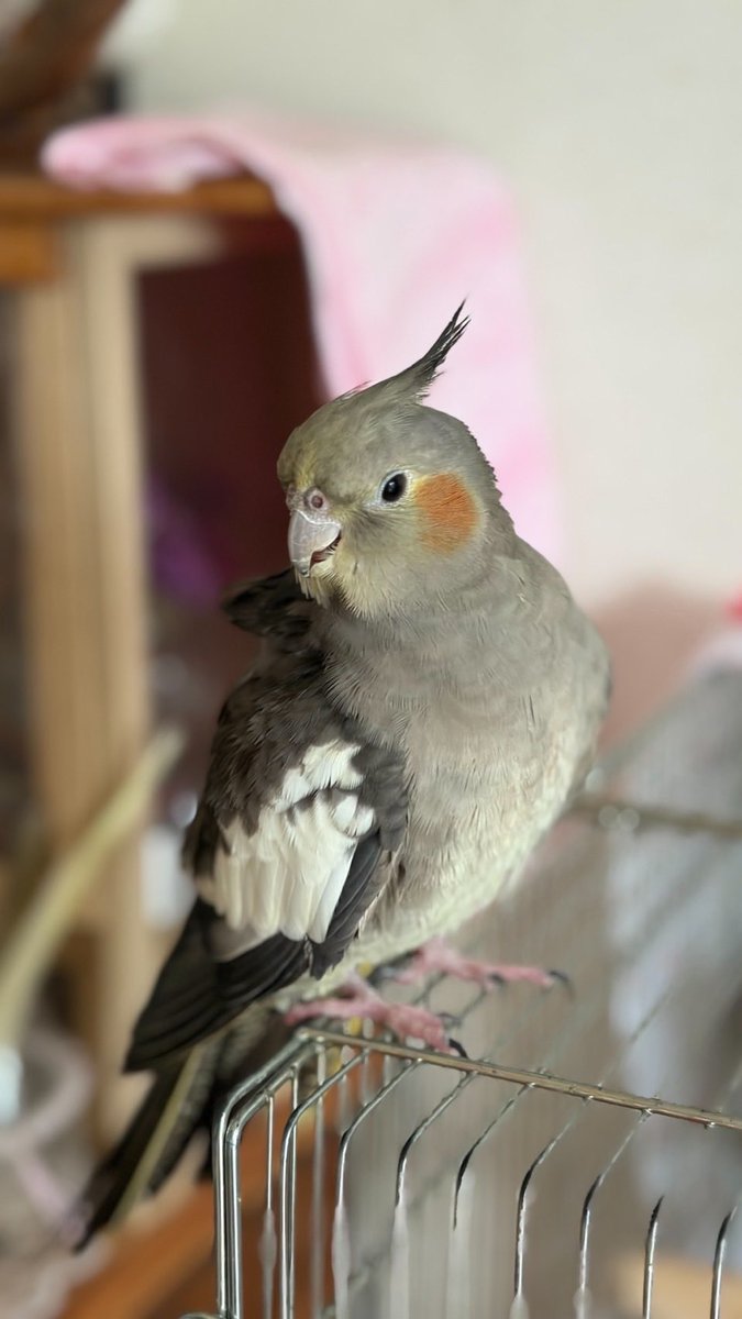 okamesosakebn's tweet photo. 【迷子のオカメインコを探しています】
10/3、海老名市河原口4-6付近から不注意で外に飛んで行ってしまいました。
写真の子です。
海老名・厚木周辺で見かけた方、保護された方はDMください。拡散お願いします。

#迷子鳥 #オカメインコ迷子 #海老名市 #厚木市 https://t.co/LnpTTReA40