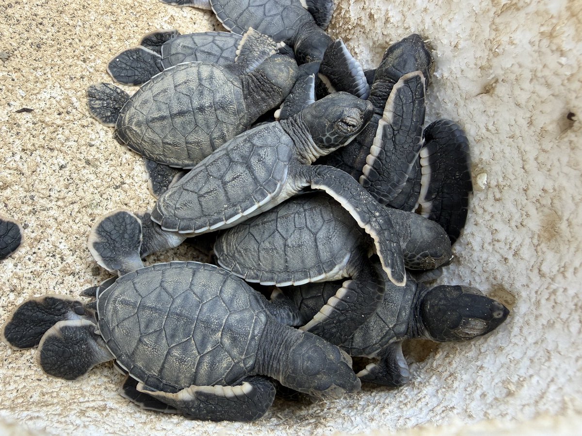 mt_seaturtle tweet picture