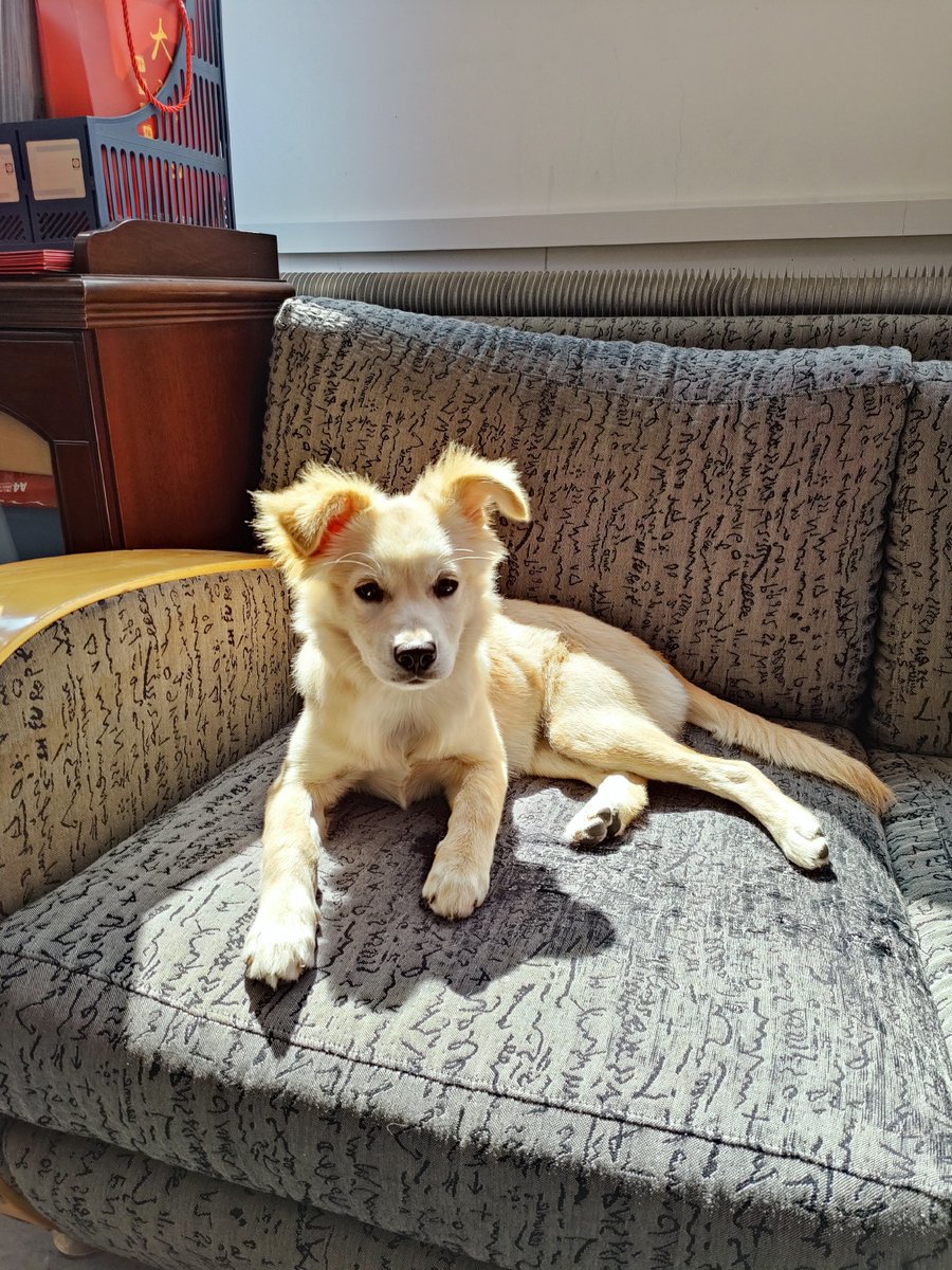 DigitalRivipfc's tweet photo. My fur baby Luna is now 6 months old—from a tiny wobbly pup to a zooming ball of joy! Every little growth milestone makes my heart full https://t.co/ERDVvKPx52