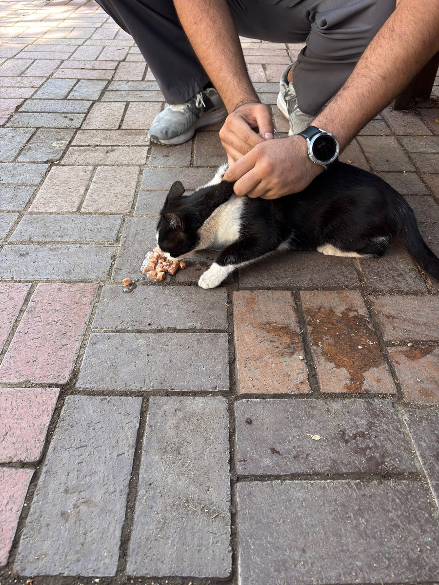 GkvKurumsal's tweet photo. 4 Ekim Hayvanları Koruma Günü kapsamında, okulumuzun bahçesini bizlerle paylaşan can dostlarımız için anlamlı bir çalışma gerçekleştirdik. 
Veteriner hekim tarafından yapılan sağlık kontrollerinin ardından bahçemizde yaşayan kedilerimizin aşıları yapıldı. https://t.co/1rr3Kw1JrE