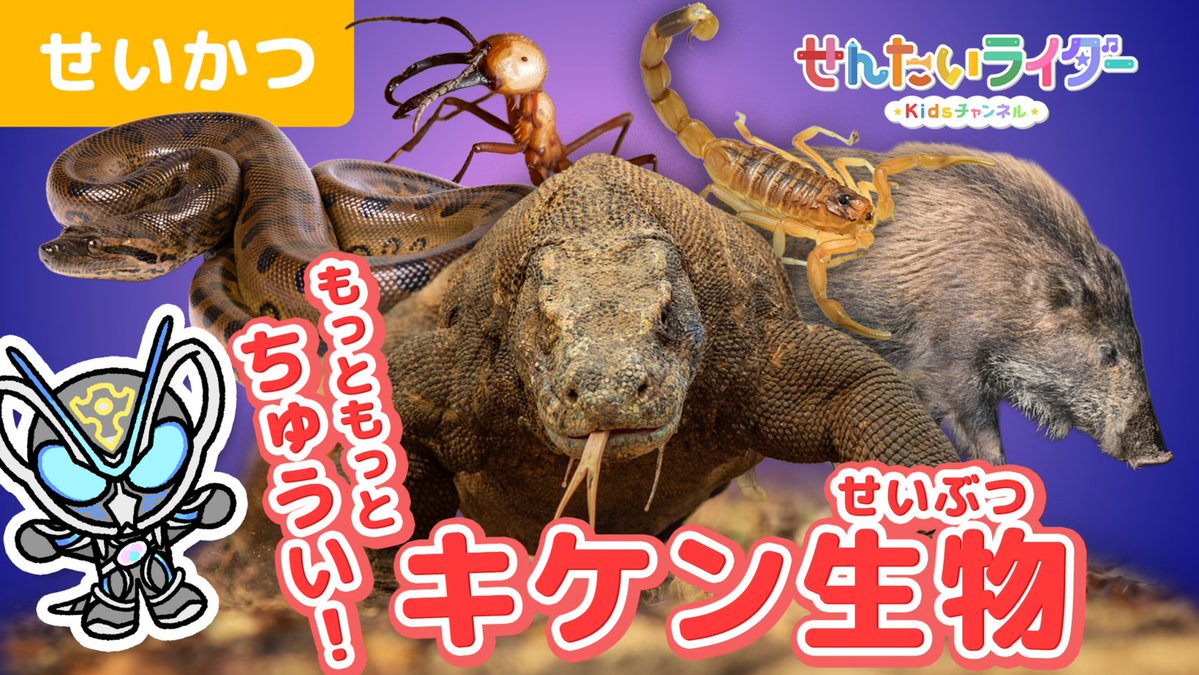 HKR20_official's tweet photo. ／
『せんたいライダーKidsチャンネル』
【せいかつ】もっともっと注意！キケン生物
＼

最強の危険生物大集合！
獲物��パクリと丸呑みにする生物や、毒で相手を溶かして食べてしまうトカゲ、軍隊みたいに大群で攻めてくる昆虫など、
マイスと一緒にこわ〜〜い生物たちを知ろう！ https://t.co/7e2VLJPXnx