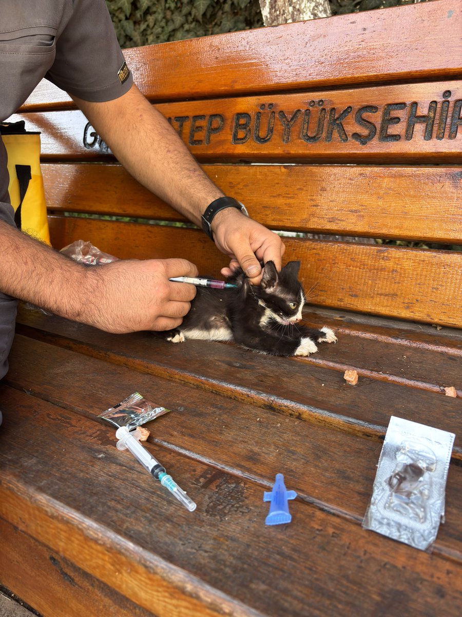 GkvKurumsal's tweet photo. 4 Ekim Hayvanları Koruma Günü kapsamında, okulumuzun bahçesini bizlerle paylaşan can dostlarımız için anlamlı bir çalışma gerçekleştirdik. 
Veteriner hekim tarafından yapılan sağlık kontrollerinin ardından bahçemizde yaşayan kedilerimizin aşıları yapıldı. https://t.co/1rr3Kw1JrE