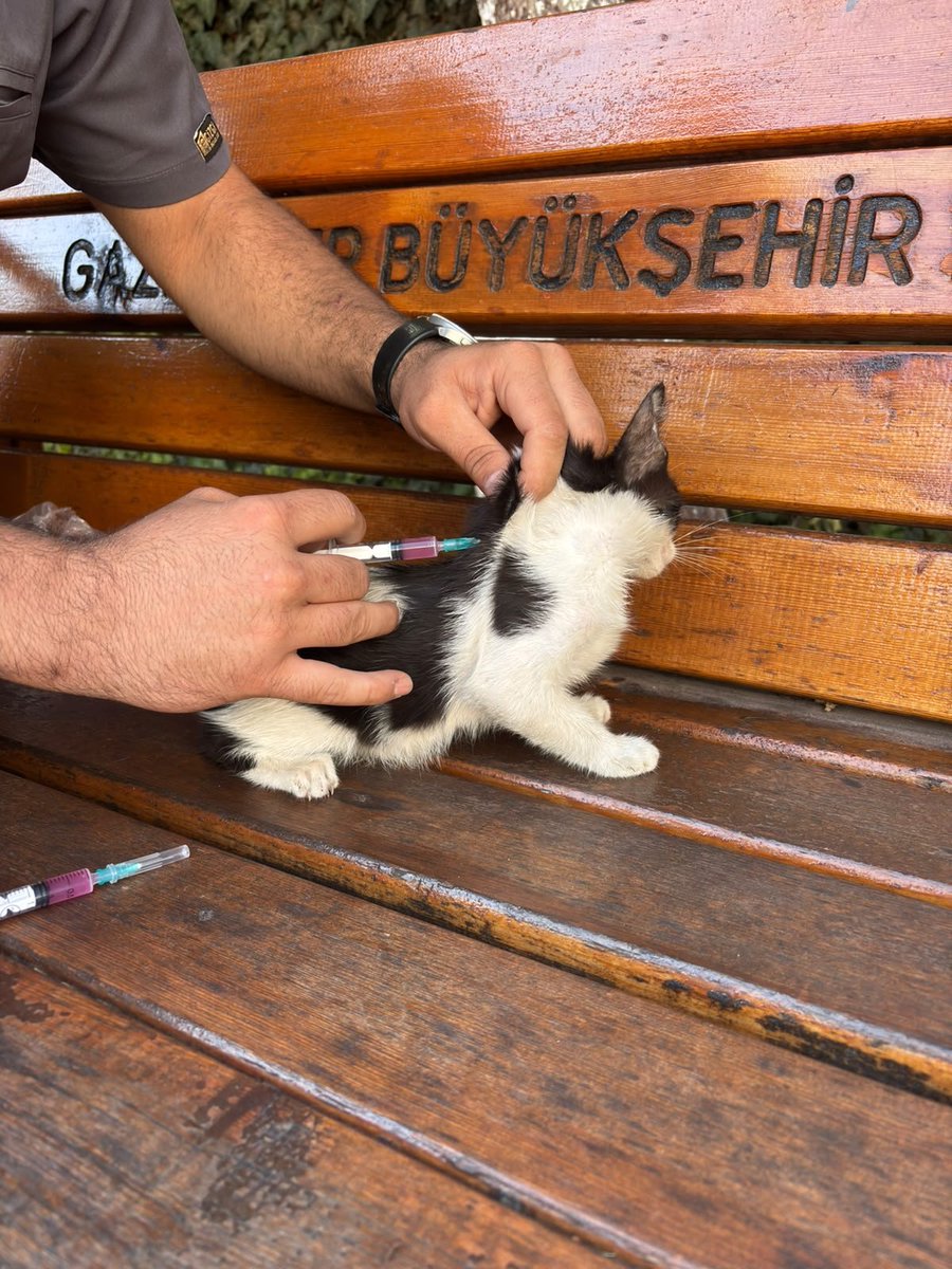 GkvKurumsal's tweet photo. 4 Ekim Hayvanları Koruma Günü kapsamında, okulumuzun bahçesini bizlerle paylaşan can dostlarımız için anlamlı bir çalışma gerçekleştirdik. 
Veteriner hekim tarafından yapılan sağlık kontrollerinin ardından bahçemizde yaşayan kedilerimizin aşıları yapıldı. https://t.co/1rr3Kw1JrE