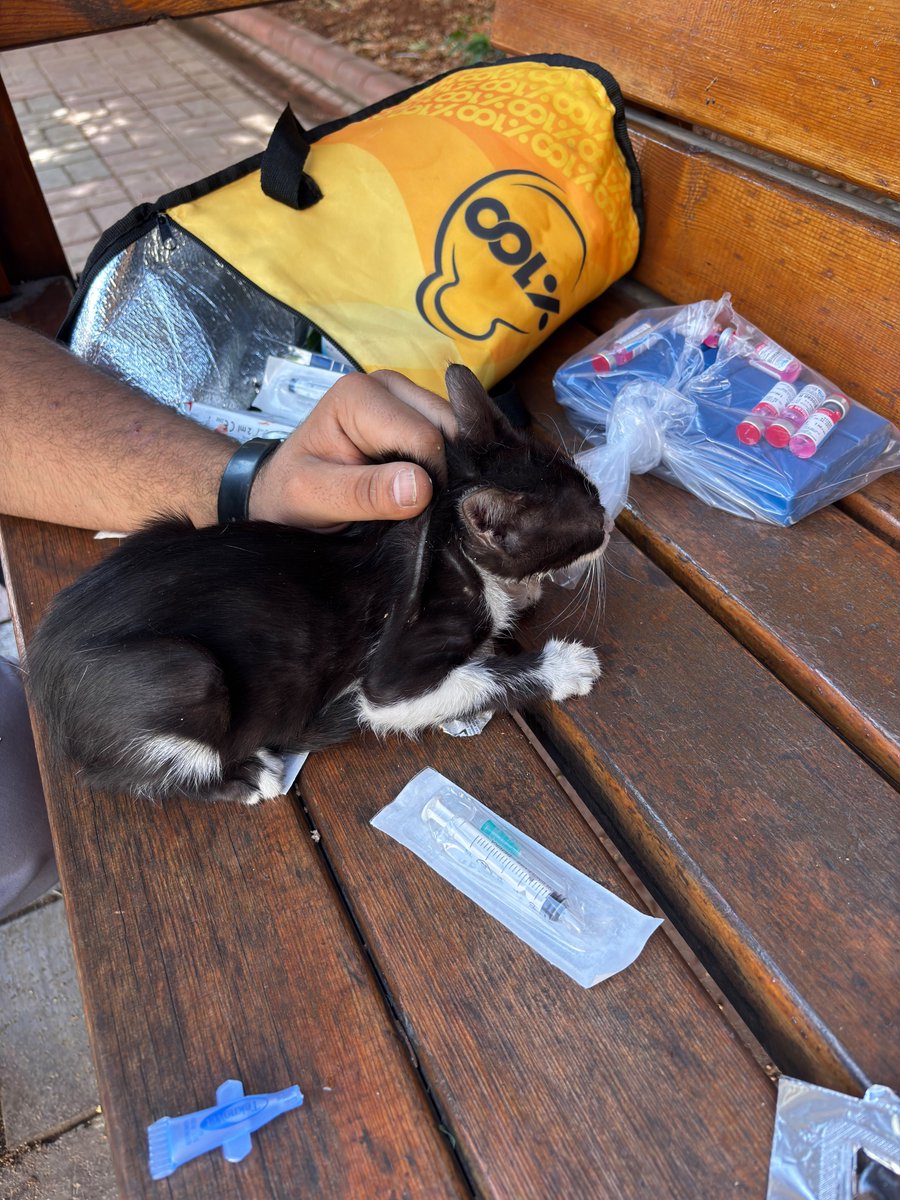 GkvKurumsal's tweet photo. 4 Ekim Hayvanları Koruma Günü kapsamında, okulumuzun bahçesini bizlerle paylaşan can dostlarımız için anlamlı bir çalışma gerçekleştirdik. 
Veteriner hekim tarafından yapılan sağlık kontrollerinin ardından bahçemizde yaşayan kedilerimizin aşıları yapıldı. https://t.co/1rr3Kw1JrE