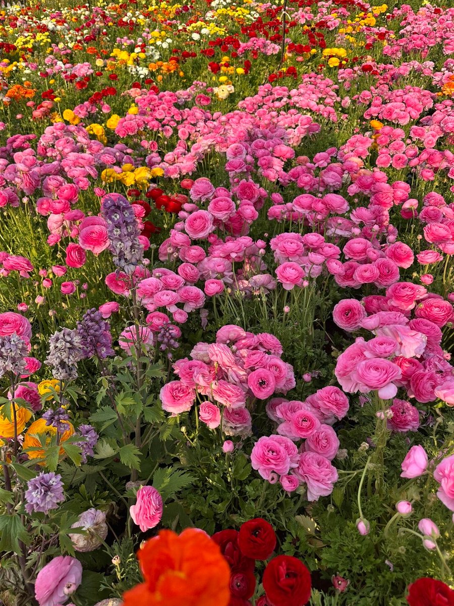 DouglasMur8bmp's tweet photo. New to photography Start with mastering natural light—golden hour (1hr after sunrise/before sunset) makes every shot warm, soft, and way more eye-catching than harsh midday sun! https://t.co/4toUxyZSTB
