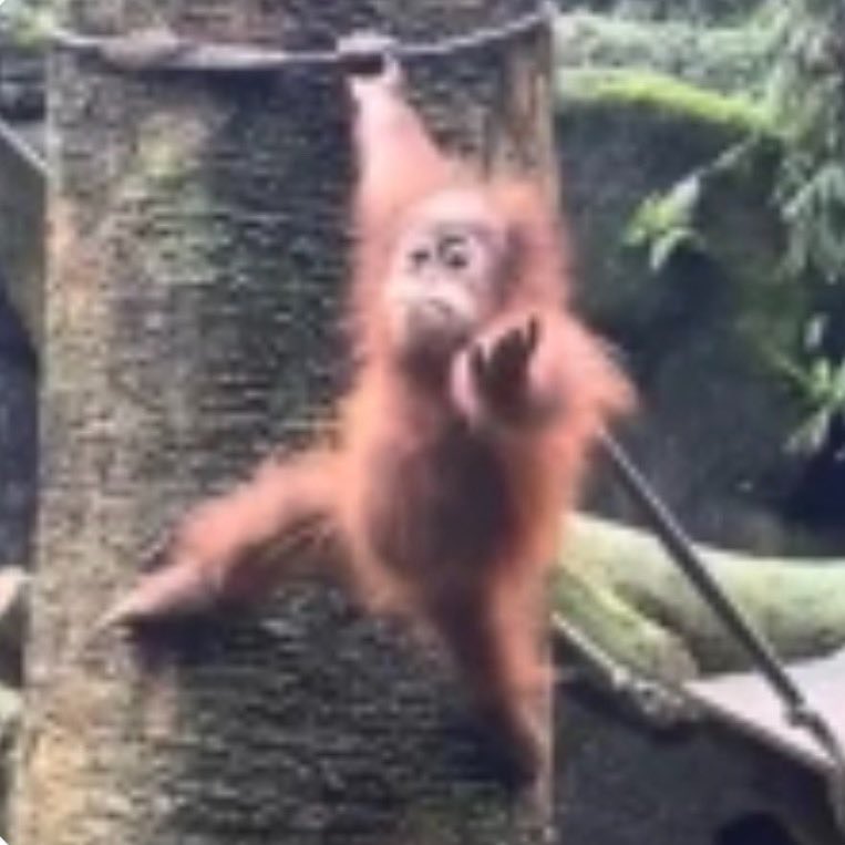 taesl0ver's tweet photo. taehyung updated his weverse profile picture to a monkey and changed his bio to “mucho picante” he really made this his entire personality byeeejdufjkf 😭😭😭 https://t.co/NVlYNoLgiZ