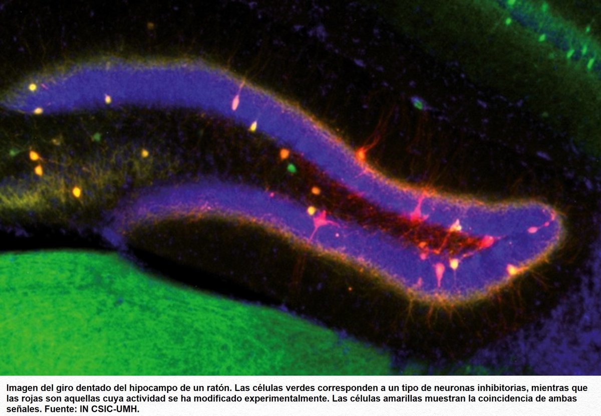 searavalero's tweet photo. @LluisMontoliu @colossal Elena Garrido nos ha contado el trabajo de un equipo del @NeuroAlc que demuestra cómo el cerebro encuentra un equilibrio entre actualizar la memoria con nuevos datos y conservar los recuerdos. Con testimonios de Santiago Canals y Encarni Marcos, coautores del estudio. https://t.co/DPk5646PgL