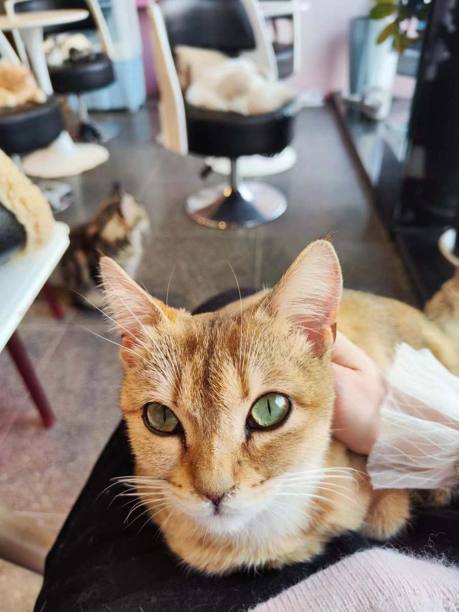 frowbi's tweet photo. Today’s little win: I found a yellow cat with a crumpled ribbon on its forehead, it kept swaying (晃) its tail when it was near the coffee stall. So cute! https://t.co/UWA1pBhNTW