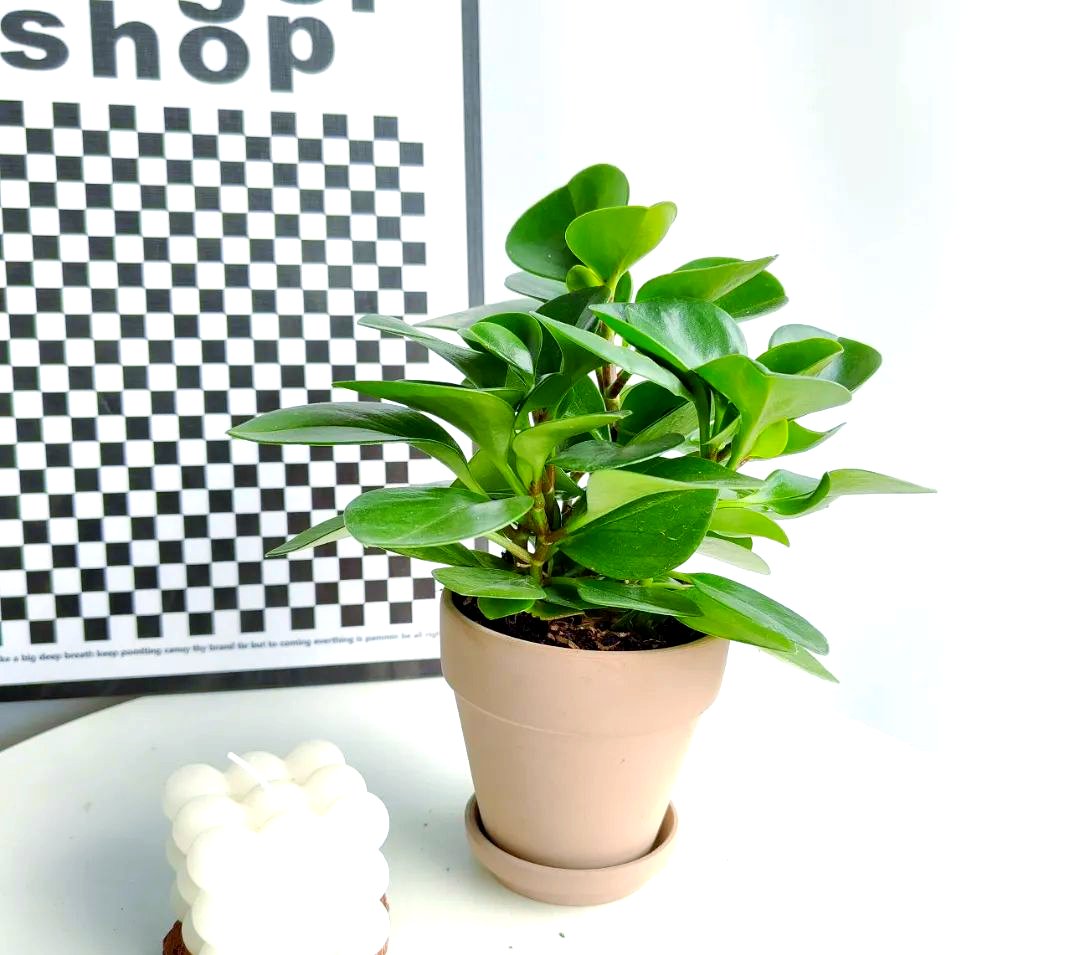 FlipShore5ns6's tweet photo. Just spent 10 minutes re-arranging my desk plant, it's too perfect to ignore — productivity can wait https://t.co/zp757D7PQl