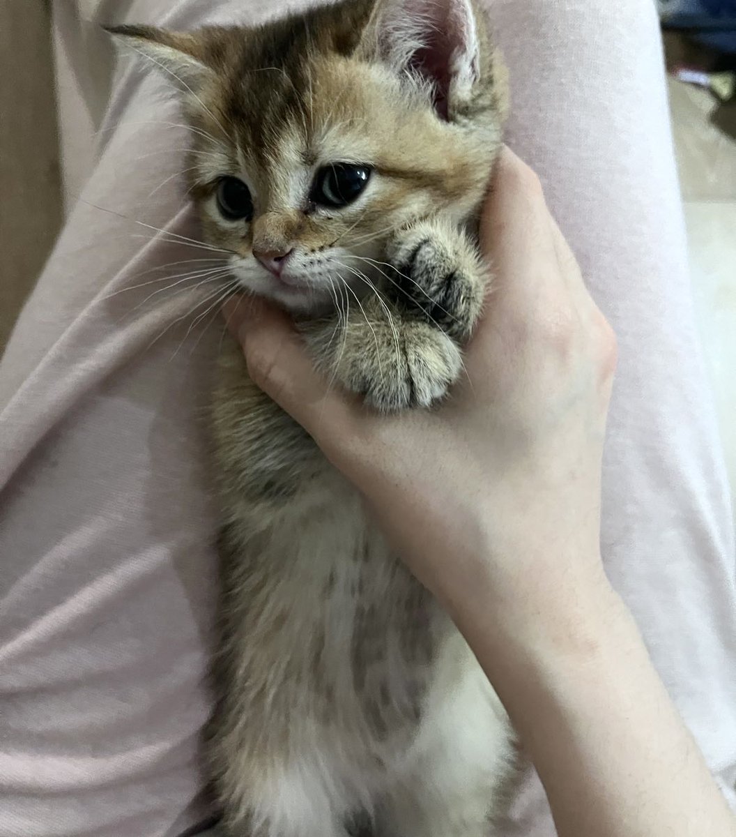 busidun's tweet photo. 给芒果买了个地毯
芒果小时候好可爱 https://t.co/ccdWXBduw0