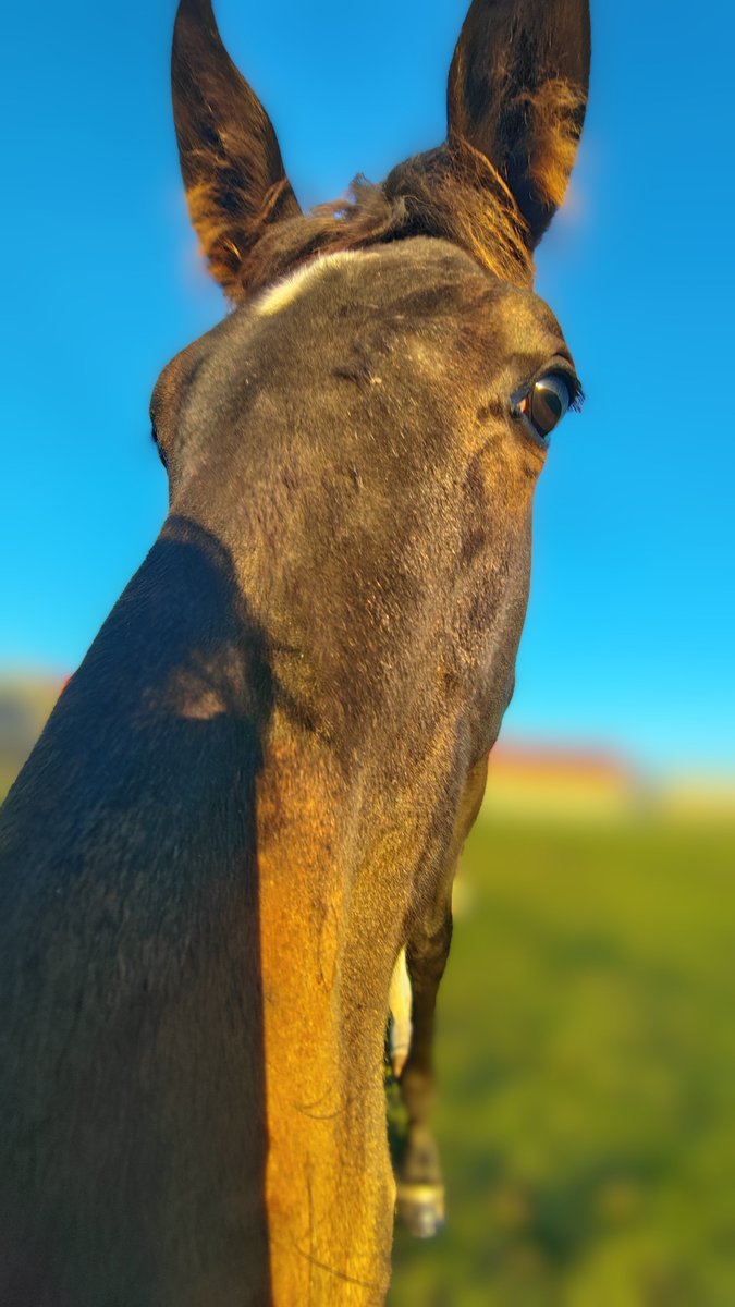 horse1stud's tweet photo. 顔の長い
珍獣みたいになってる(笑) https://t.co/ua5EbJR2Ge