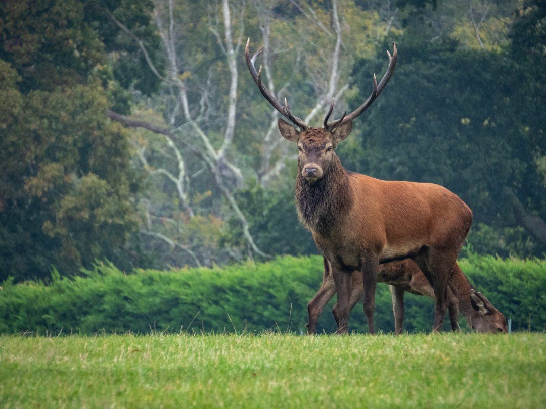 WeAcceptPets's tweet photo. 🦌 Discover the Wildlife at Black Water Holiday Lets 🦌

Nature lovers staying at Black Water Holiday Lets can look forward to discovering an abundance of wildlife in the surrounding area. 🌿

Accepts 🐶 🐈 
https://t.co/JdYBbjCIpW

#BlackWaterHolidayLets #WildlifeWatching #Garve https://t.co/7wbC3hVjRH