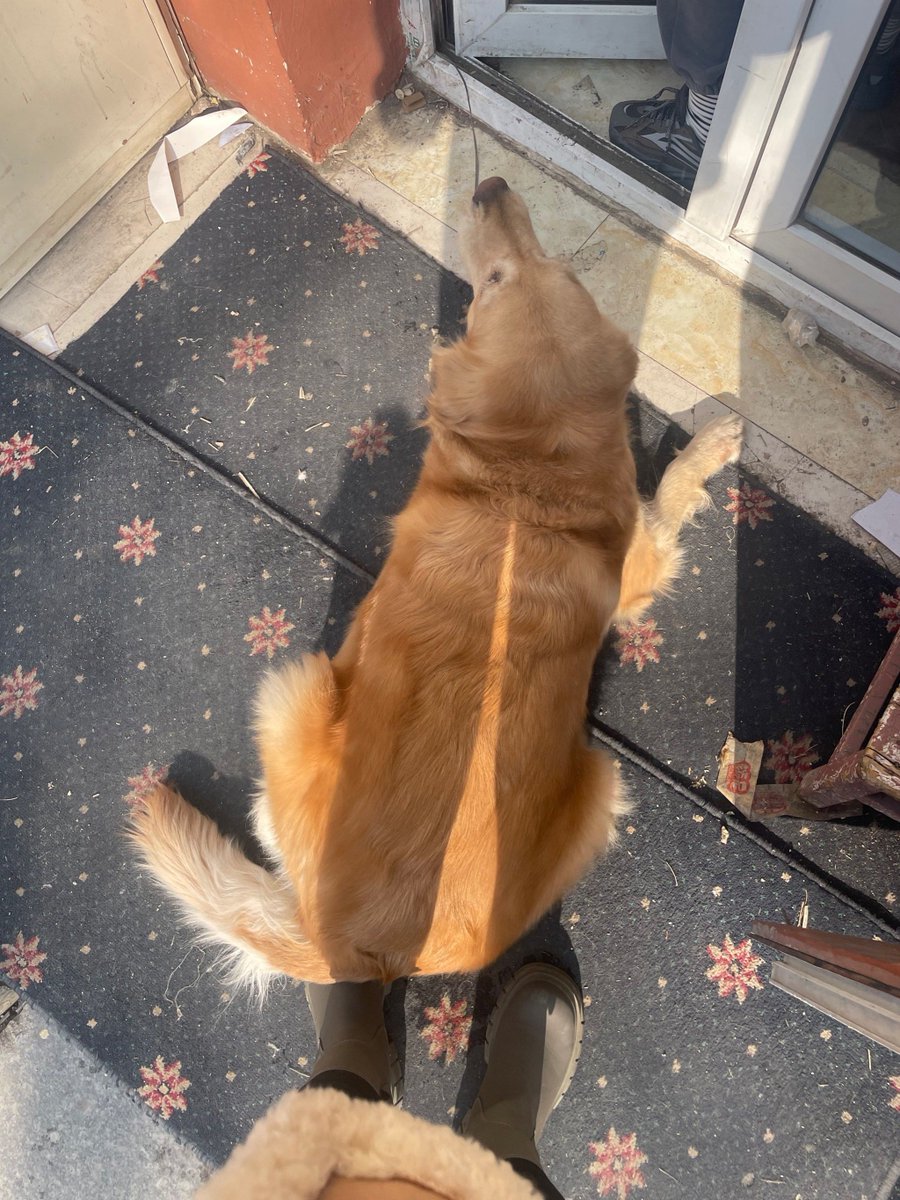 Bolandcgo's tweet photo. Mi perro me espera cada día en la puerta con una cola que no se cansa de moverse — nadie cura el cansancio como este amor simple. https://t.co/TAVFRiJoZT