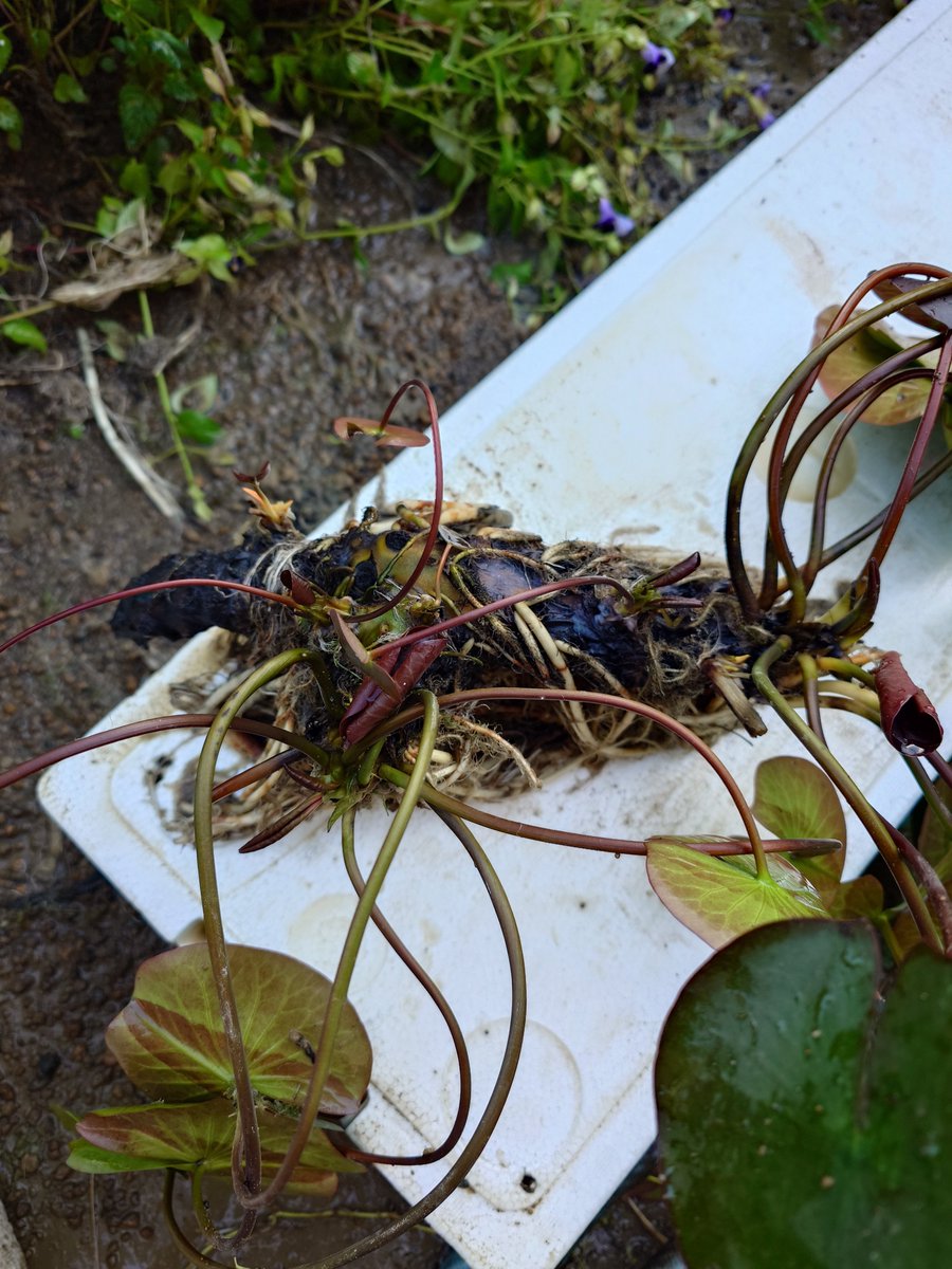 ponimega's tweet photo. いつも見てる睡蓮動画の方が秋植え替え推奨してたのでブラックプリンセス発掘した、半年で20倍くらいになった気がする https://t.co/9VZCx9AqhK